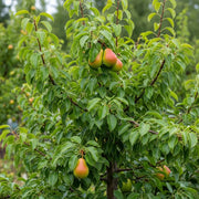 Family Pear Tree | 'Concorde', 'Doyenné Du Comice' & 'Williams' Bon Chrétien' | Bare Root